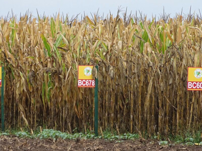 Dan polja BC hibrida kukuruza u Lovasu Dan polja BC hibrida kukuruza u Lovasu