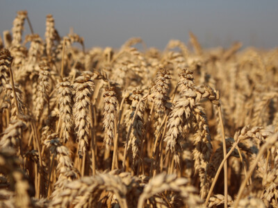 BC Anica - najbolja u regiji