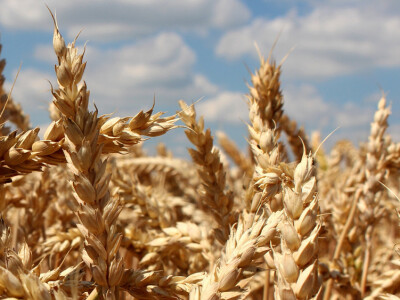 BC Anica - Najbolja u regiji