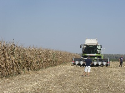 BC Dani polja kukuruza u Starom Topolju