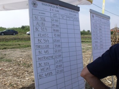 BC Dani polja kukuruza u Starom Topolju