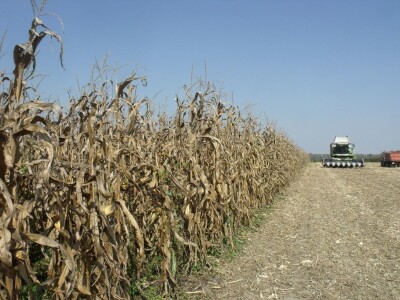 BC Dani polja kukuruza u Starom Topolju