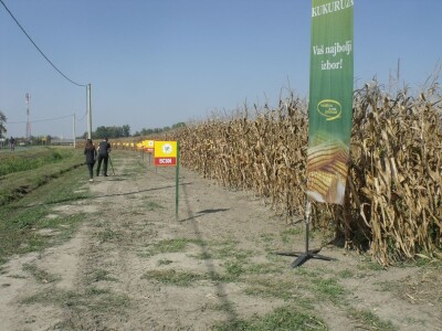 BC Dani polja kukuruza u Starom Topolju