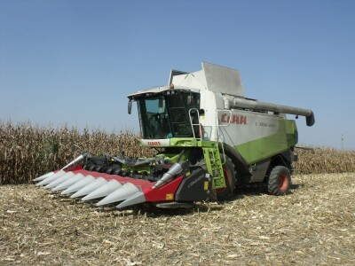 BC Dani polja kukuruza u Starom Topolju