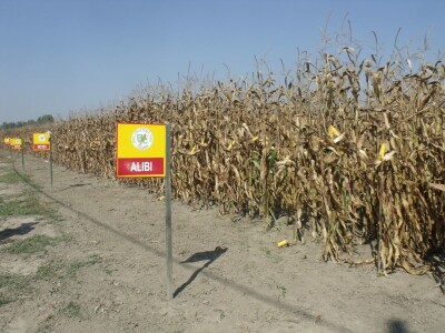 BC Dani polja kukuruza u Starom Topolju