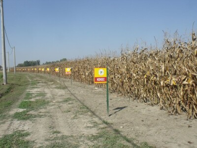 BC Dani polja kukuruza u Starom Topolju