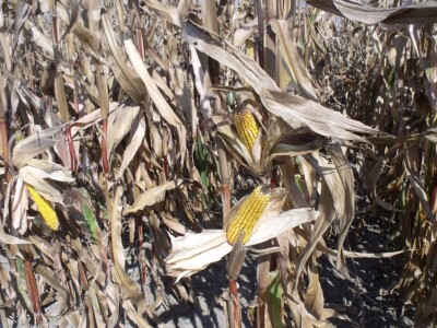 BC Dani polja kukuruza u Starom Topolju