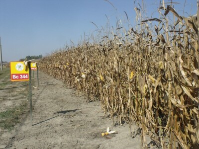 BC Dani polja kukuruza u Starom Topolju