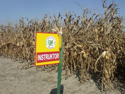 BC Dani polja kukuruza u Starom Topolju