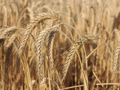 BC Goran - Najbolji i najrašireniji tritikale u regiji