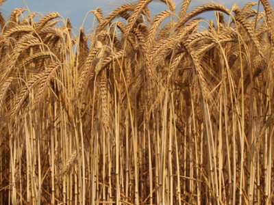 BC Goran - 65 zasijanih površina tritikalom u RH