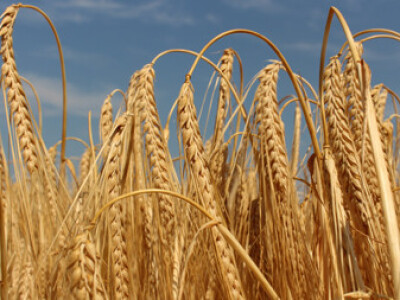 BC Gospodar - NOVI gospodar uroda