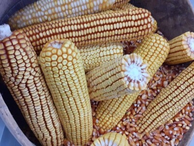 Bc Institut - 125 godišnjica