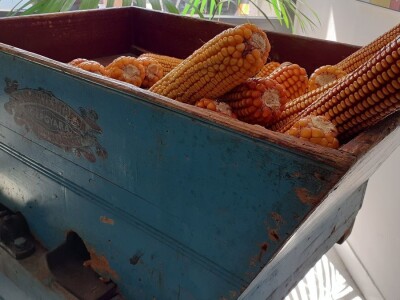 Bc Institut - 125 godišnjica