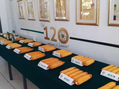 Bc Institut - 125 godišnjica