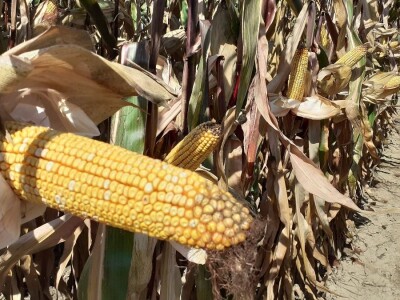 Bc Institut - 125 godišnjica