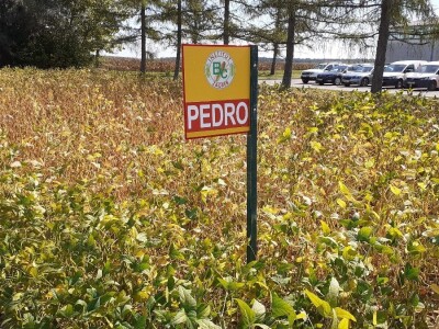 Bc Institut - Dan polja