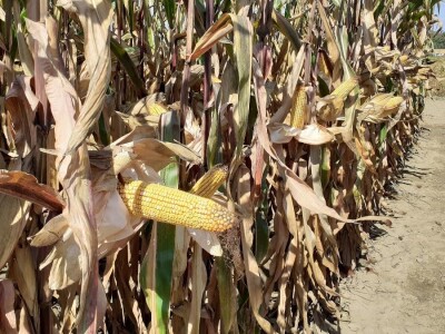 Bc Institut - Dan polja