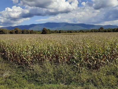 Bc Institut - Dan polja