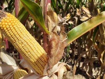 Bc Institut - Dan polja