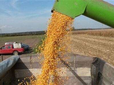 Dani polja BC Instituta u Starom Topolju