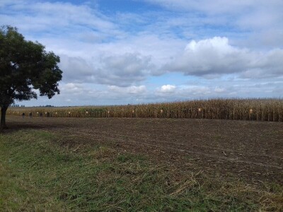 bc institut kukuruz lovas