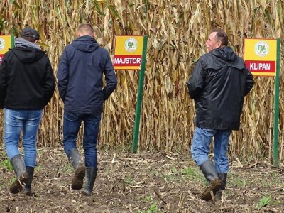 bc institut kukuruz lovas