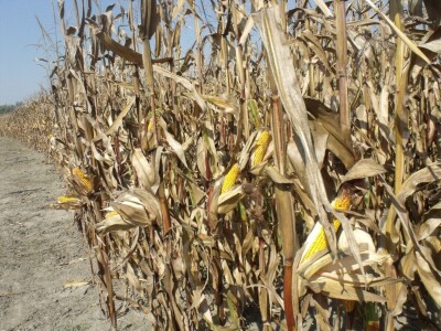 bc institut kukuruz lovas