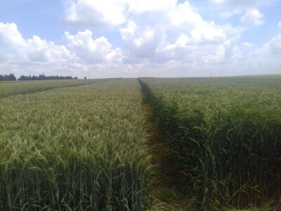 BC Institut Lovas 2019