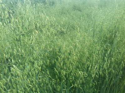 BC Institut Lovas 2019