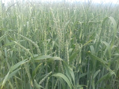 BC Institut Lovas 2019