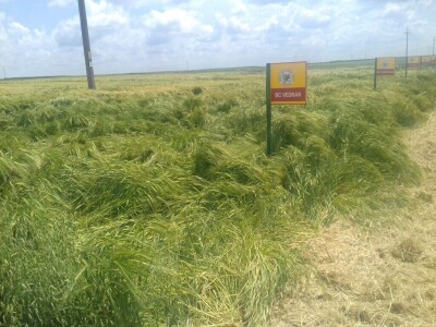 BC Institut Lovas 2019