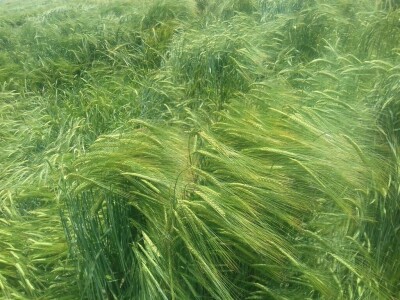 BC Institut Lovas 2019