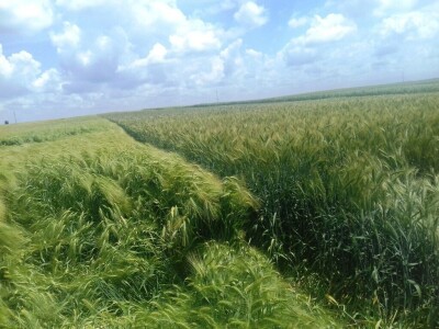 BC Institut Lovas 2019