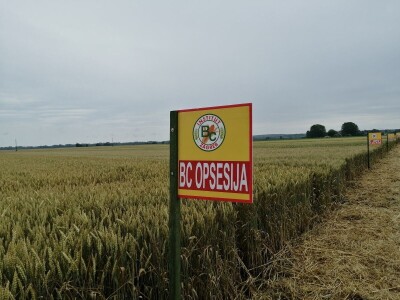 BC Institut na Danu polja u Međimurju predstavio nove sorte pšenice