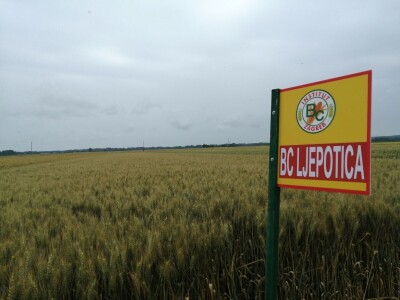 BC Institut na Danu polja u Međimurju predstavio nove sorte pšenice