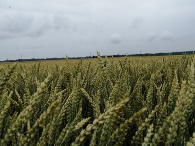 BC Institut na Danu polja u Međimurju predstavio nove sorte pšenice