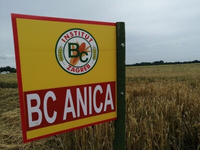 BC Institut na Danu polja u Međimurju predstavio nove sorte pšenice