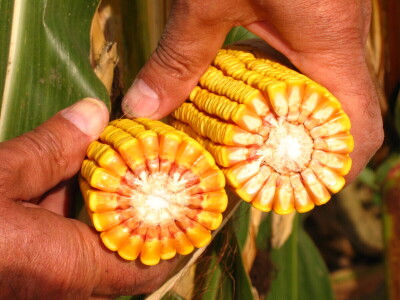 Bc Institut spreman za proljetnu sjetvu