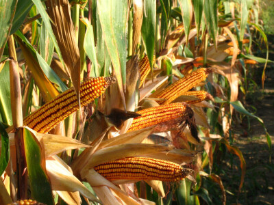 Bc Institut spreman za proljetnu sjetvu