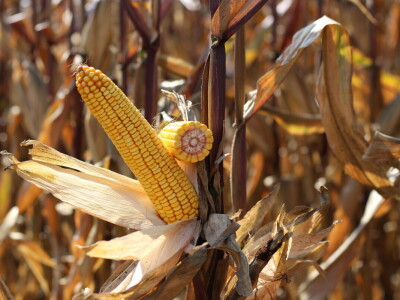 Bc Institut spreman za proljetnu sjetvu
