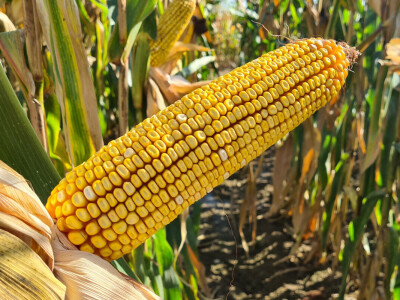 Bc Institut spreman za proljetnu sjetvu