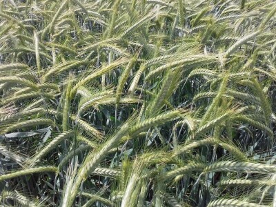 BC Institut u Lovasu