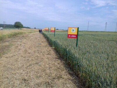 BC Institut u Lovasu