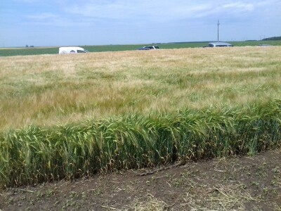 BC Institut u Lovasu