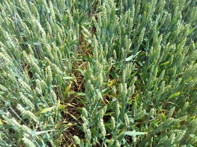 BC Institut u Lovasu