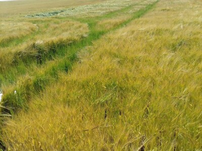 BC Institut u Lovasu