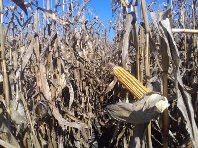 BC institut u Starom Topolju