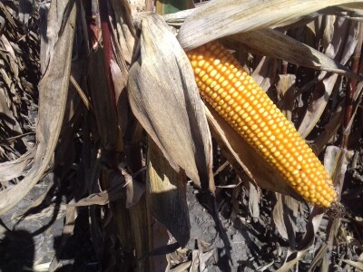 BC institut u Starom Topolju