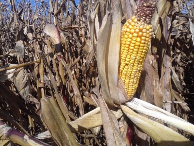 BC institut u Starom Topolju